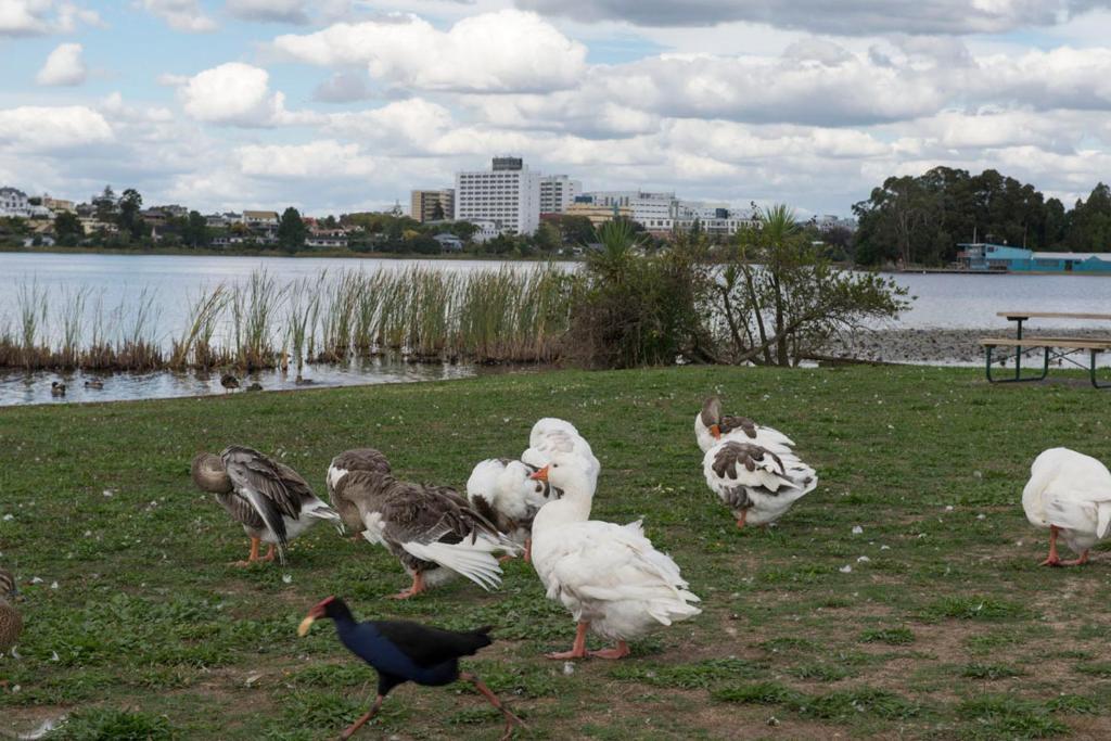 Lake Point Motel Hamilton Zewnętrze zdjęcie